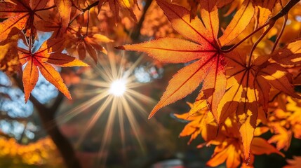 Close-up of vibrant orange and red autumn leaves on a tree with sunlight filtering through.