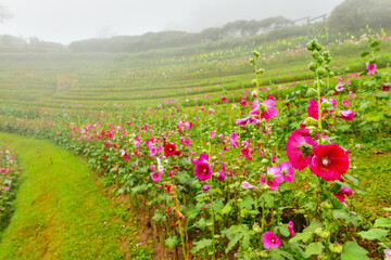 Obraz premium flower, grass, field, meadow, countryside, spring, landscape, tree, hill, mountain, country, garden, background, morning, nature, view, beautiful, summer, mist, park, season, fog, colorful, travel, va