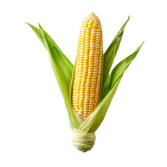 corn isolated on white