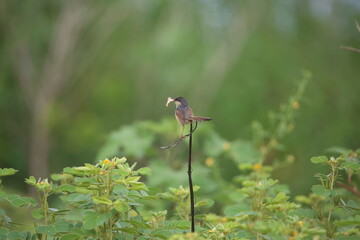 Ashy Prinia Eating a Moth