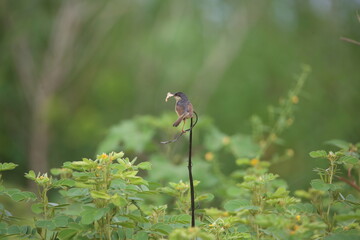 Ashy Prinia Eating a Moth