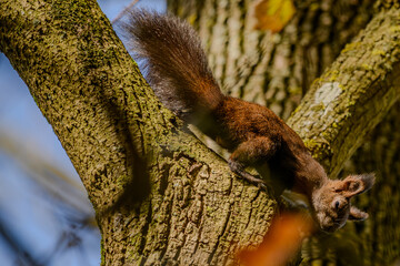Ein Eichhörnchen sitzt auf einem Baum