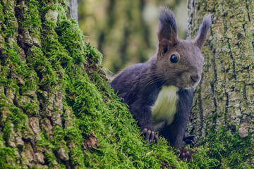 Ein Eichhörnchen sitzt auf einem Baum