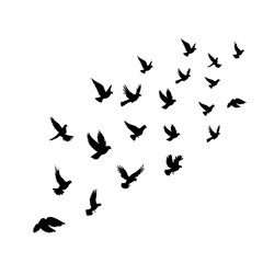 birds dove circling flying in the sky silhouette