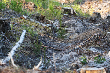 Freshly planted Norway spruce saplings on an Estonian woodland, Northern Europe	