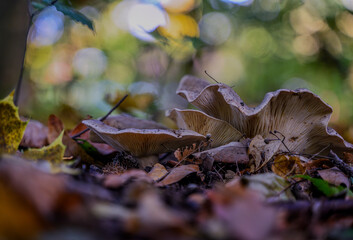 Pilze an einem sonnigen Herbsttag im Park
