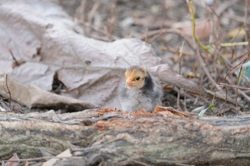 Chicks in the forest