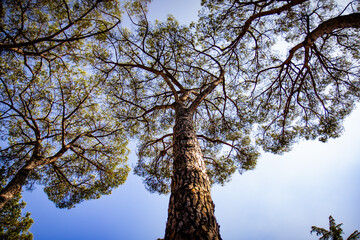 tree and sky