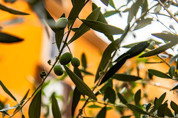 olive tree branch