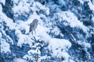 Ural owl perched in a snowy environment on a winter day in Estonia, Northern Europe