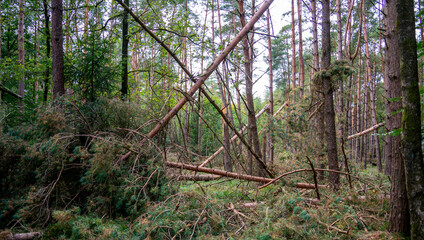 Scene in the forest after the storm
