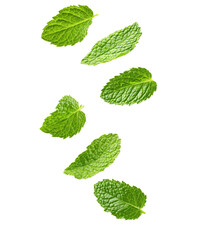 mint leaves on transparent background