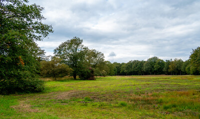 Wetland in nature reserve Dwingelderveld, Netherlands
