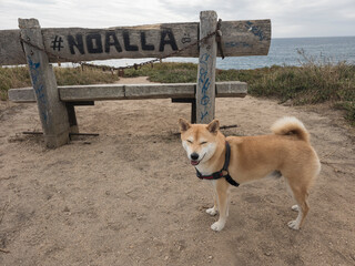 Photograph of a Shiba Inu at play, this image reflects the energy, elegance and character of this...