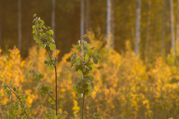 A young Aspen tree with fresh leaves on an early morning in a springtime forest in Estonia, Northern Europe