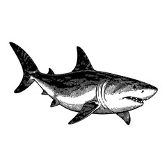 Fototapeta premium Shark in Detailed Vintage Black and White Outline Line Art Drawing with Engraving Style
