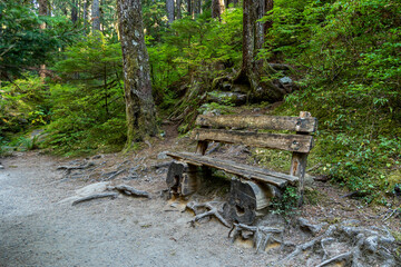 Old wooden bench in a forest