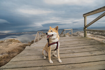 Photograph of a Shiba Inu at play, this image reflects the energy, elegance and character of this...