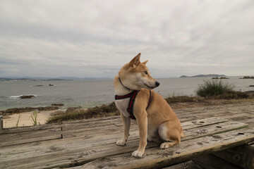 Photograph of a Shiba Inu at play, this image reflects the energy, elegance and character of this...