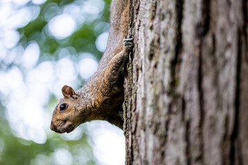 Landscape view of a squirrel upside down on a tree