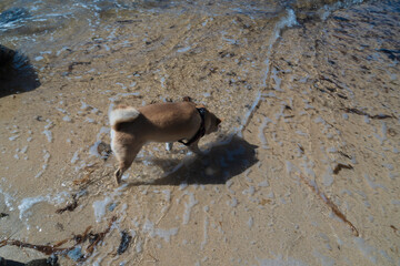 Photograph of a Shiba Inu at play, this image reflects the energy, elegance and character of this iconic Japanese breed, appreciating the beauty and loyalty of a faithful companion.