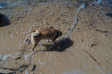Photograph of a Shiba Inu at play, this image reflects the energy, elegance and character of this iconic Japanese breed, appreciating the beauty and loyalty of a faithful companion.