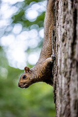 Portrait view of a squirrel upside down on a tree