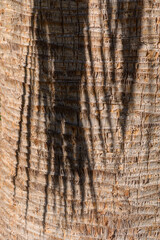 Fototapeta premium Shadows of nature dancing on a textured palm trunk during golden hour light in a tropical setting