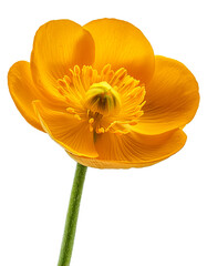 Yellow buttercup flower isolated on white background