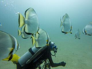 School of Platax teira, Longfin spadefish, or batfish, and a SCUBA diver Puerto Galera, Philippines. This is in the center of the coral triangle