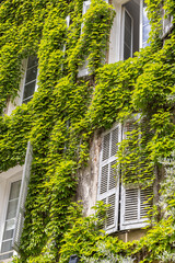 Building with windows and shutters overgrown with green ivy climbing plants in Aix-en-Provence in the South of France