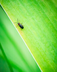 A small insect sits on a blade of grass