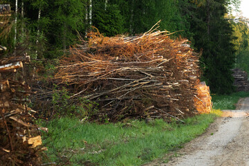 A pile of branches and low-quality trees to make wood pellets by a small path in the middle of woodland in Estonia, Northern Europe