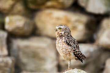 Small burrowing owl stands alert on a rock, scanning its surroundings against a blurred stone wall.