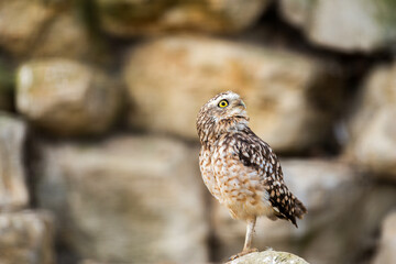 Curious burrowing owl perched on a rock, head cocked, against a soft-focus stone wall.