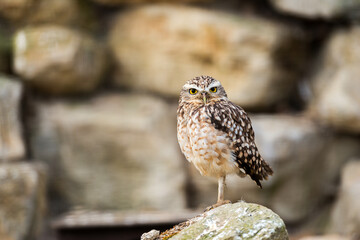 This burrowing owl strikes a regal pose, perched on a moss-kissed rock against a backdrop of warm-toned stones. Its focused gaze and intricate plumage capture the essence of this captivating avian pre