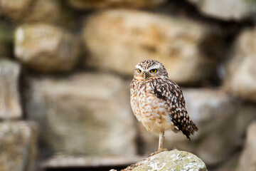 Small, ground-dwelling owl found in open grasslands. Hunts during the day, preying on insects and small mammals. Unique burrowing habits.