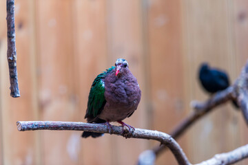 An Emerald Dove with iridescent green and brown plumage perches on a branch, showcasing its vibrant colors against a blurred natural background.