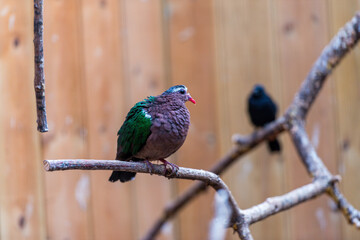 An Emerald Dove with iridescent green and brown plumage perches on a branch, showcasing its vibrant colors against a blurred natural background.