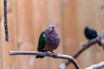 An Emerald Dove with iridescent green and brown plumage perches on a branch, showcasing its vibrant colors against a blurred natural background.