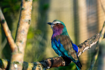 A vibrant Lilac-breasted Roller perches on a branch, its colorful plumage on full display against a soft, natural background.
