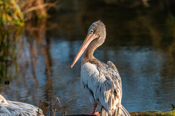 A young grey pelican stands at the water's edge, its plumage catching the golden light of dusk. This captivating image showcases the beauty of Indian wildlife.