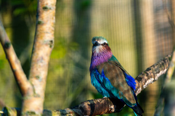 A vibrant Lilac-breasted Roller perches on a branch, its colorful plumage on full display against a soft, natural background.