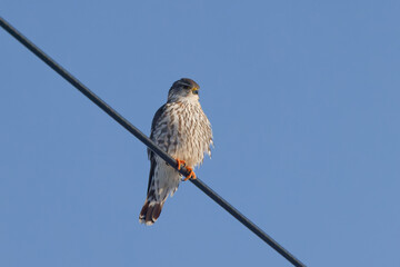 The Merlin (Falco columbarius), juvenile bird.  Is a small species of falcon. Natural scene from Wisconsin. Can catch birds larger than itself, but hunts insects and smaller prey. 