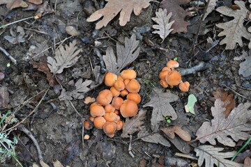 Sierra del Rincón , de setas 