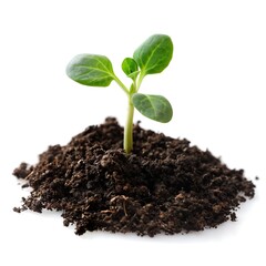 Green seedling illustrating concept of new life on white backgroun