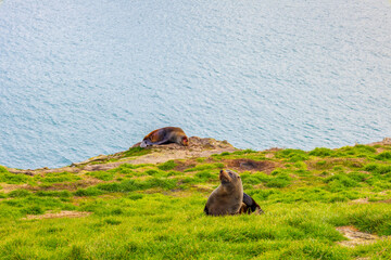 A New Zealand Fur Seal resting on the grass pad at Katiki Point. Oamaru, New Zealand