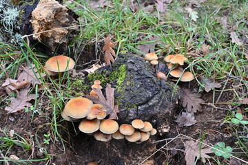 Sierra del Rincón , de setas 