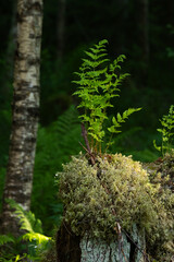 A fern growing on a mossy stump on a summer evening in a woodland in Estonia, Northern Europe