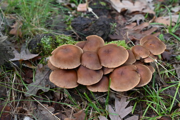 Sierra del Rincón , de setas 